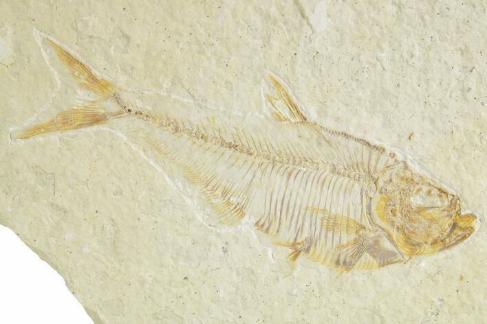Detailed Fossil Fish (Diplomystus) - Wyoming #363807